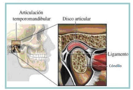 articulacion-tempomandibular